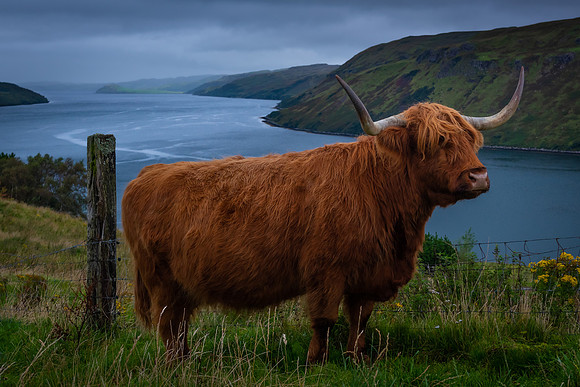 Highland Cattle