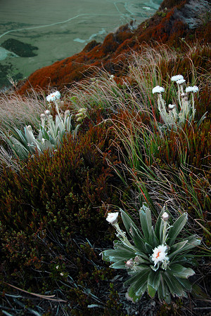 Mountain Flowers