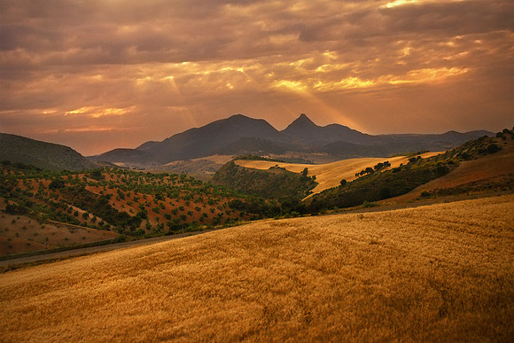 Old Spanish Fields