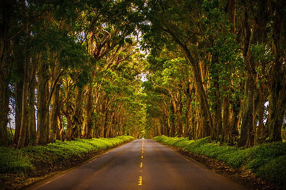 Tunnel of Trees